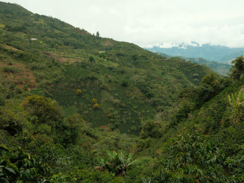 COLOMBIA FRANCY CASTILLO HONEY