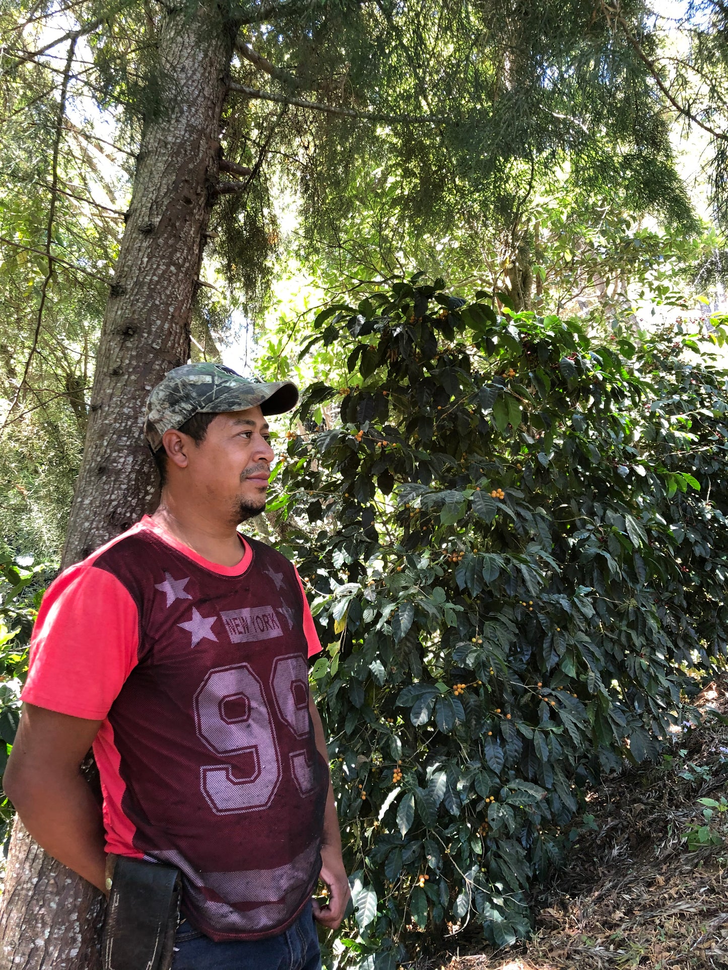 GUATEMALA EDER JIMENEZ