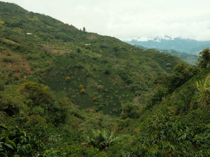 COLOMBIA FRANCY CASTILLO HONEY